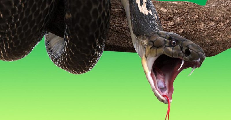 Ngjarje e rëndë! Kobra futet në makinë dhe pickon shoferin: Vdesin katër pasagjerët që e shoqëronin! Ngjarje e rëndë! Kobra futet në makinë dhe pickon shoferin: Vdesin katër pasagjerët që e shoqëronin!