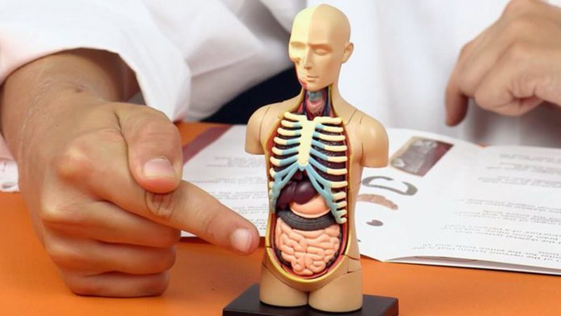 E pabesueshme, por njeriu mund të jetoj edhe pa disa organe të trupit të tij E pabesueshme, por njeriu mund të jetoj edhe pa disa organe të trupit të tij