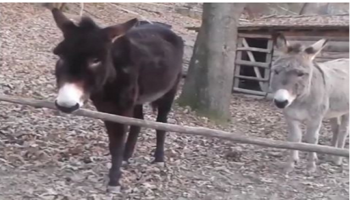 Vitet 50, kur mushkat dhe “babai” i tyre në Shqipëri kishin pasaportë…