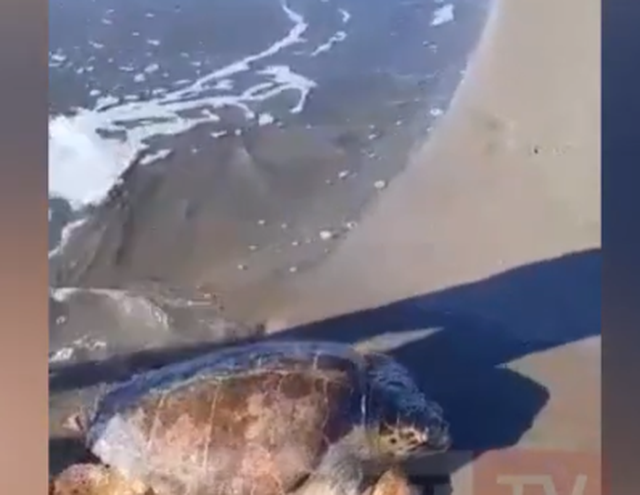 VIDEO/ Dalin pamjet: Tërmeti tronditi Greqinë! Raftet e supermarketit nisin të shkunden dhe toka të dridhet fuqishëm VIDEO/ Dalin pamjet: Tërmeti tronditi Greqinë! Raftet e supermarketit nisin të shkunden dhe toka të dridhet fuqishëm