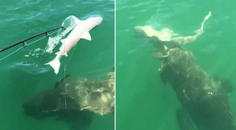 Shtangen peshkatarët, shohin me sy momentet kur peshkaqeni gëlltitet nga monstra e detit (Video) Shtangen peshkatarët, shohin me sy momentet kur peshkaqeni gëlltitet nga monstra e detit (Video)