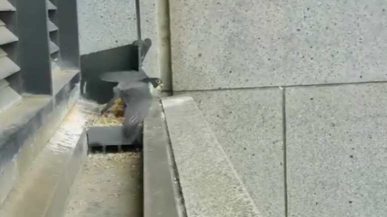 Tërmeti 6 ballë në Australi, shihni se si skifteri ndjen lëkundjet dhe reagon (Video) Tërmeti 6 ballë në Australi, shihni se si skifteri ndjen lëkundjet dhe reagon (Video)