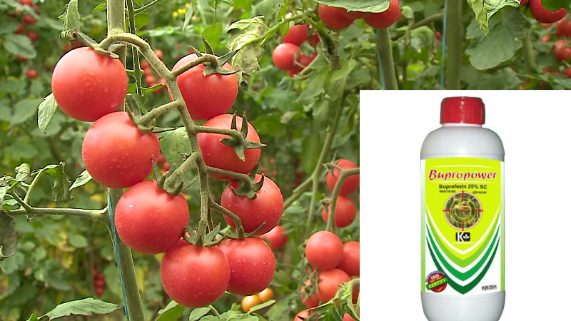 Bllokohen tonelata domate me pesticidin e ndaluar, kamionët u refuzuan nga një vend i BE Bllokohen tonelata domate me pesticidin e ndaluar, kamionët u refuzuan nga një vend i BE