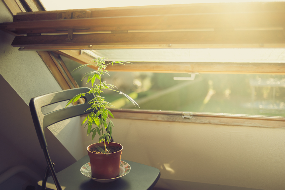 Tashmë në Itali mund të kultivosh kanabis në shtëpi për përdorim personal, ashpërsohen dënimet për trafikantët Tashmë në Itali mund të kultivosh kanabis në shtëpi për përdorim personal, ashpërsohen dënimet për trafikantët