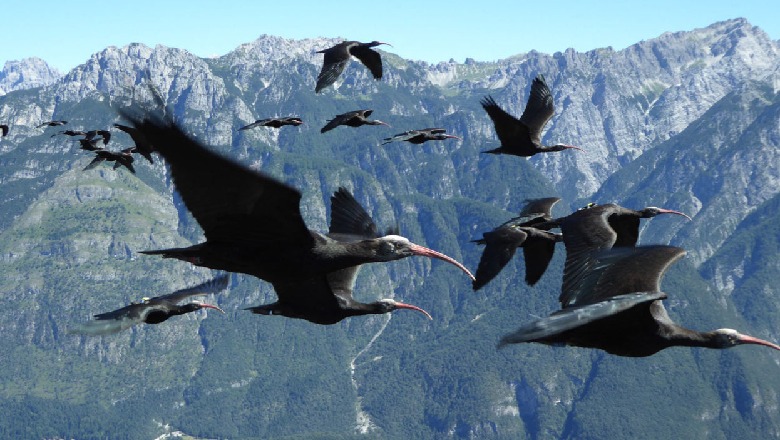 Kojliku qeros, shpendi i rrallë shfaqet në Shqipëri pas 400 vitesh Kojliku qeros, shpendi i rrallë shfaqet në Shqipëri pas 400 vitesh