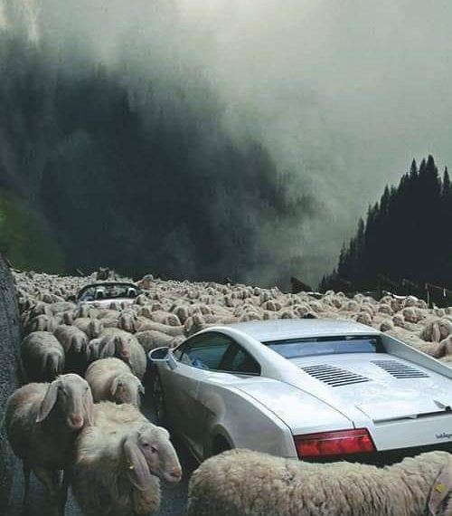 Deputeti i Lushnjes ironizon ministren e Bujqësisë: Kryebaresha e Bllokut a do të rimbursoni “guna leshi”?