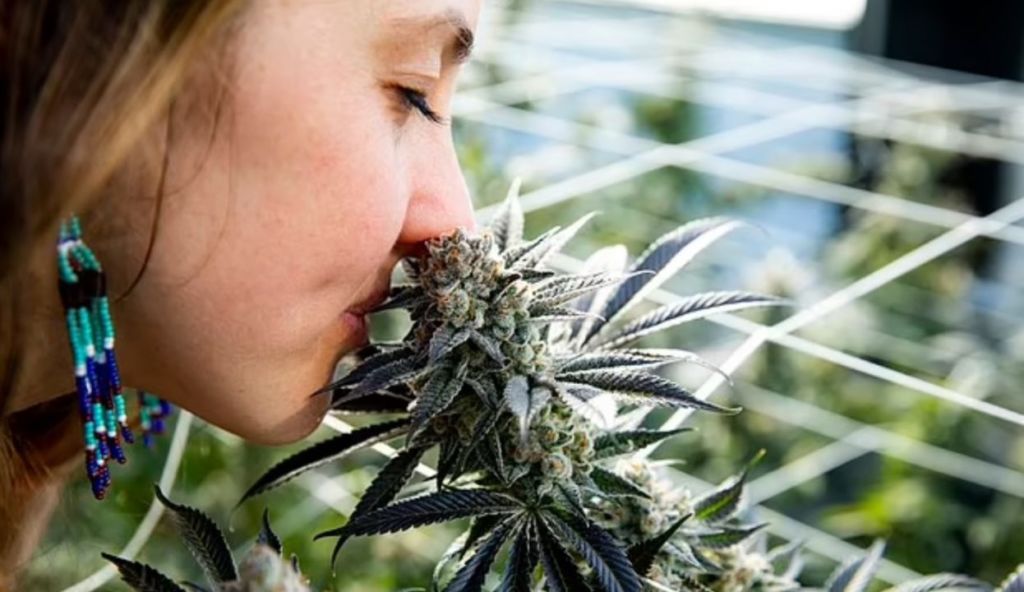 Gati për t’u bërë tregu më i madh i kanabisit në botë, Gjermania do ta legalizojë së shpejti Gati për t’u bërë tregu më i madh i kanabisit në botë, Gjermania do ta legalizojë së shpejti