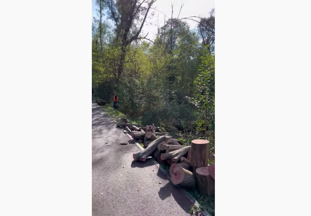 VIDEO/ Punonjësit e Bashkisë Tiranë masakrojnë pemët e Liqenit Artificial, mushkrinë e vetme të kryeqytetit