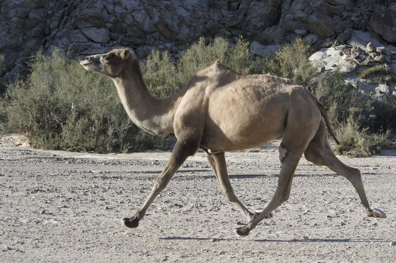 Deveja sulmon dhe vret dy persona pranë kopshtit zoologjik të Tenesit Deveja sulmon dhe vret dy persona pranë kopshtit zoologjik të Tenesit