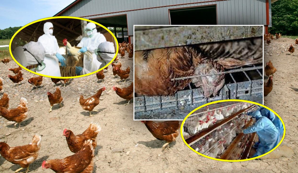 Kapanonet me pula të infektuara e të ngordhura rrezikojnë punonjësit, Ministria e Bujqësisë ende asnjë urdhër për asgjësim