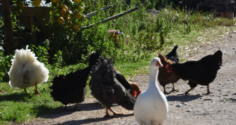 Ndodh edhe kjo ‘çmenduri’! Nami me vjedhjen e shpendëve: Hajdutët boshatisin kotecet, zbardhet çfarë po ndodh