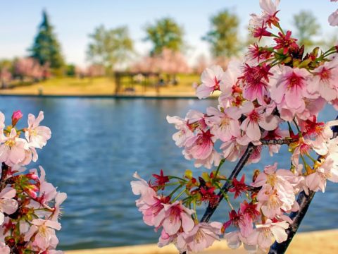 “Dita e Verës”, festa tradicionale që nga lashtësia “Dita e Verës”, festa tradicionale që nga lashtësia