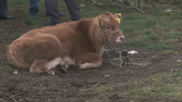 BE refuzon mishin shqiptar, nuk mund ta eksportojmë për mungesë sigurie BE refuzon mishin shqiptar, nuk mund ta eksportojmë për mungesë sigurie