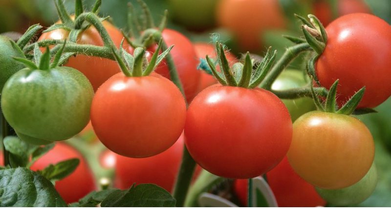 Nuk është një film fantastiko-shkencor por një realitet! Nuk do të ketë më as patate e as domate: Kjo është bima që do të bëjë revolucion në bujqësi