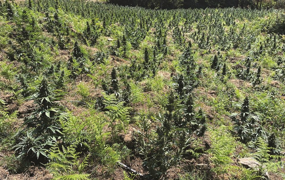 Modeli i biznesit të bimëve narkotike, që po i’a “kalon” bujqësisë, sjell deri në 1 mld euro të ardhura në vit Modeli i biznesit të bimëve narkotike, që po i’a “kalon” bujqësisë, sjell deri në 1 mld euro të ardhura në vit