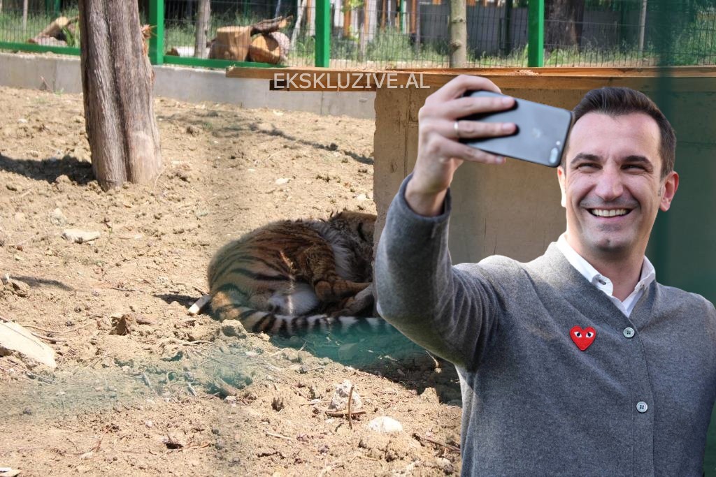 Apel për ndihëm/ Dikush duhet të shpëtoj dhe ndihmojë kafshët e gjora që po torturohen në Kopshtin e ri Zoologjik Apel për ndihëm/ Dikush duhet të shpëtoj dhe ndihmojë kafshët e gjora që po torturohen në Kopshtin e ri Zoologjik