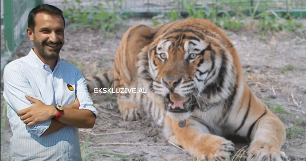 Nuk i kanë vrarë kafshët… tigrin e çuan tek dentisti, luanin tek parukieri! Pse po përpiqet Erion Veliaj të manipuloj opinionin publik Nuk i kanë vrarë kafshët… tigrin e çuan tek dentisti, luanin tek parukieri! Pse po përpiqet Erion Veliaj të manipuloj opinionin publik