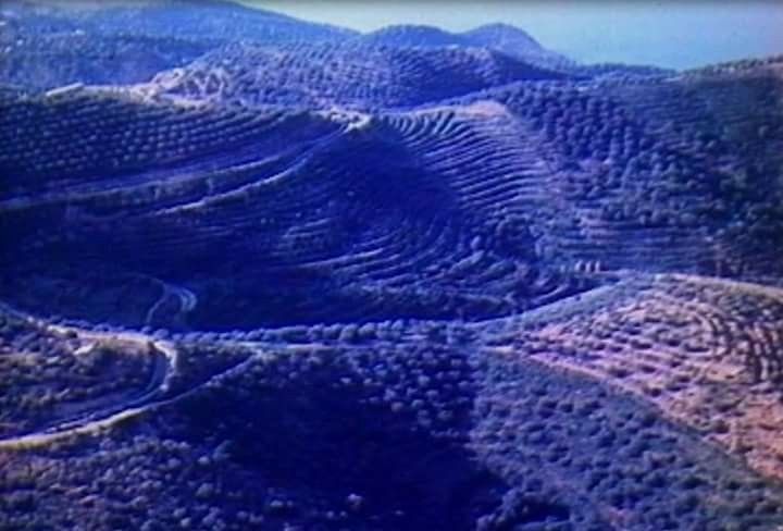 Nostalgji për taracat e Lukovës të mbjella me agrume e ullinj në vitet 80 Nostalgji për taracat e Lukovës të mbjella me agrume e ullinj në vitet 80