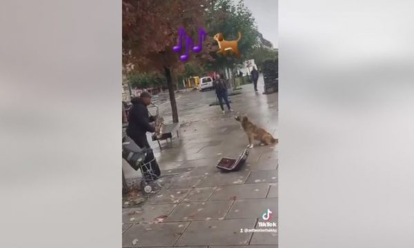 Video që u bë në Prishtinë merr pëlqime pafund: Qeni këndon derisa burri i bie saksofonit në shesh