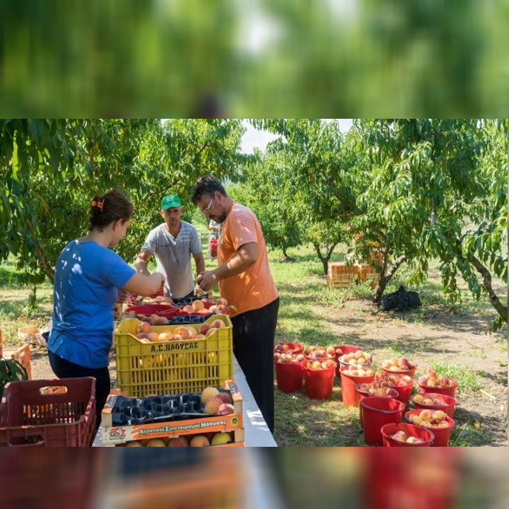 Pronarët rrisin pagesat e shqiptarëve që të mos braktisin Greqinë Pronarët rrisin pagesat e shqiptarëve që të mos braktisin Greqinë