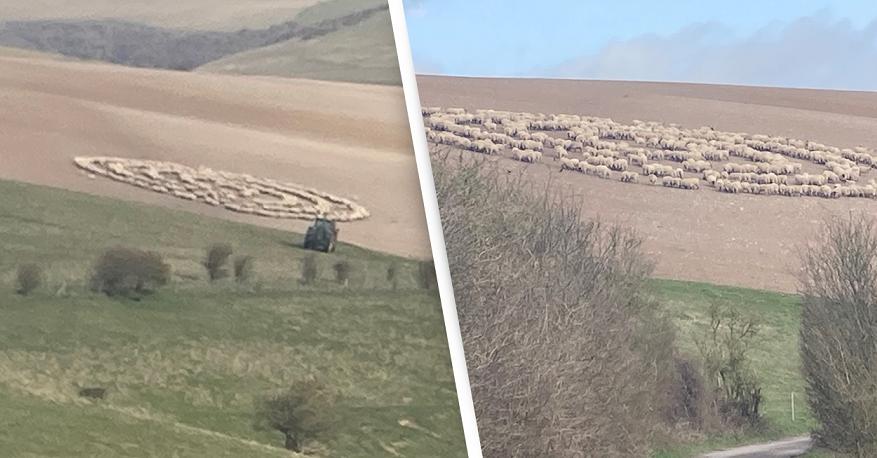 Misteri i ecjes rrethore të tufave të deleve, përhapet nga Mongolia edhe në Britani Misteri i ecjes rrethore të tufave të deleve, përhapet nga Mongolia edhe në Britani