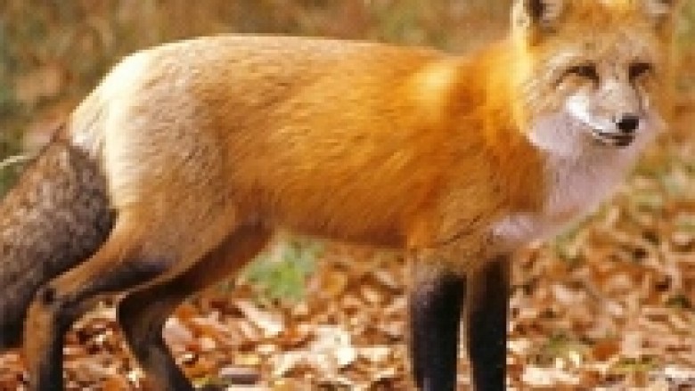 Si i mashtron Berisha militantët si dhelpra pas “allateve” të dashit?! Edhe këtë herë, Ramën do e rrëzojmë herën tjetër Si i mashtron Berisha militantët si dhelpra pas “allateve” të dashit?! Edhe këtë herë, Ramën do e rrëzojmë herën tjetër