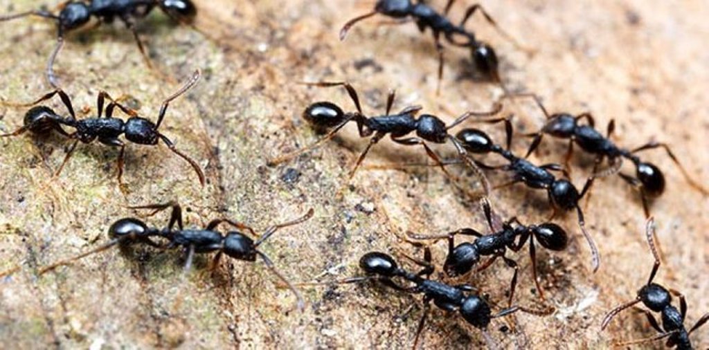 Rezultate që do i’u habisin: A e sundojnë milingonat botën?! Rezultate që do i’u habisin: A e sundojnë milingonat botën?!