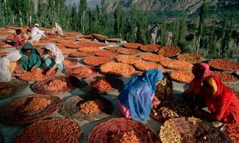 Nuk ekziston kanceri: E vërteta e popullsisë që jeton deri në 150 vjeç dhe gratë lindin deri në 65 vjeç Nuk ekziston kanceri: E vërteta e popullsisë që jeton deri në 150 vjeç dhe gratë lindin deri në 65 vjeç