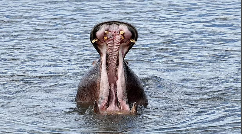 Shokuese! I mituri shpëton mrekullisht: 2-vjeçari u gëlltit nga hipopotami e më pas e nxjerr nga stomaku Shokuese! I mituri shpëton mrekullisht: 2-vjeçari u gëlltit nga hipopotami e më pas e nxjerr nga stomaku