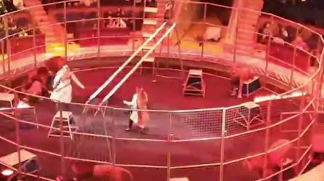 Tmerr në cirkun rus, luani sulmon instruktorin Tmerr në cirkun rus, luani sulmon instruktorin