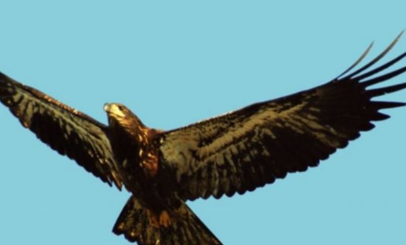 Nuk e merrni dot me mend, mësoni se çfarë bën skifteri kur shkon 40-vjeç Nuk e merrni dot me mend, mësoni se çfarë bën skifteri kur shkon 40-vjeç