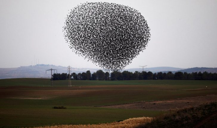 VIDEO/ Roskovec, zogjtë “japin shfaqje” në qiell duke lënë banorët pa fjalë VIDEO/ Roskovec, zogjtë “japin shfaqje” në qiell duke lënë banorët pa fjalë