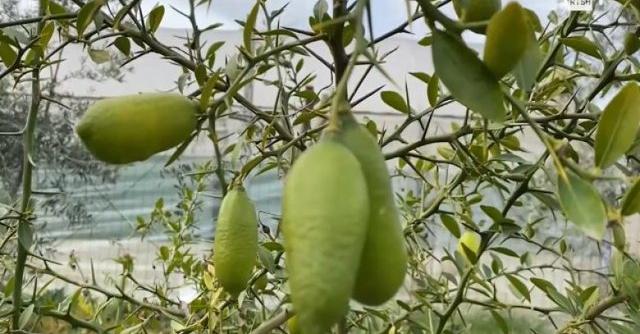 E pabesueshme por e vërtetë: Limoni më i shtrenjtë në botë, 87 euro 1 kilogram… po kultivohet në Lushnje E pabesueshme por e vërtetë: Limoni më i shtrenjtë në botë, 87 euro 1 kilogram… po kultivohet në Lushnje