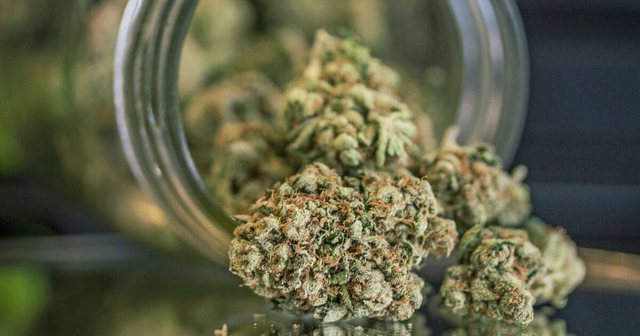 Gjermania kërkon “ekspert kanabisi”! Duhet ta nuhasë dhe shijojë për  cilësinë, paga 100 mijë euro në vit