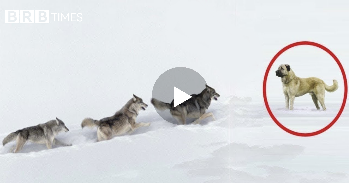 Ujqërit janë grabitqarë të aftë për të rrëzuar një bizon, por a janë të aftë të mposhtin një qen Kangal? (Video) Ujqërit janë grabitqarë të aftë për të rrëzuar një bizon, por a janë të aftë të mposhtin një qen Kangal? (Video)