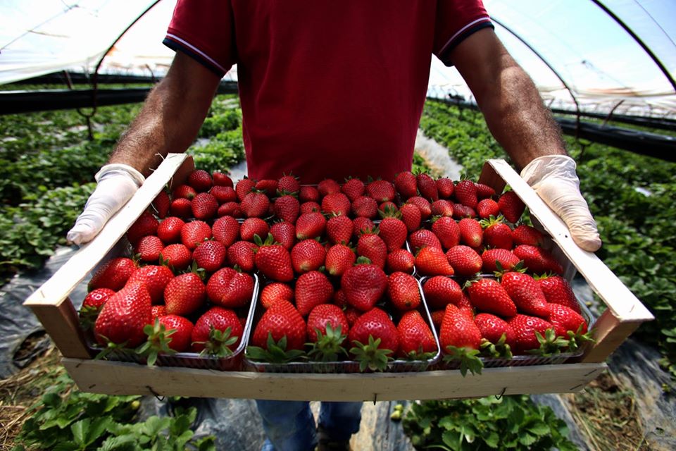 Luleshtrydhja e Frakullës shitet në tregjet europiane! Fermerët rrisin prodhimin: 75 mijë kuintal në sezon