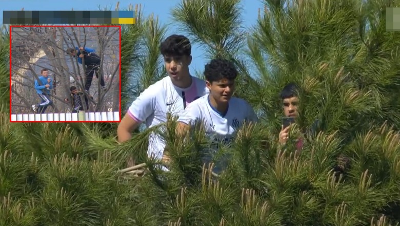 Nga Rrogozhina në Madrid… Tifozët e Barcelonës majë pemëve për të ndjekur ndeshjen e La Liga-s (VIDEO) Nga Rrogozhina në Madrid… Tifozët e Barcelonës majë pemëve për të ndjekur ndeshjen e La Liga-s (VIDEO)