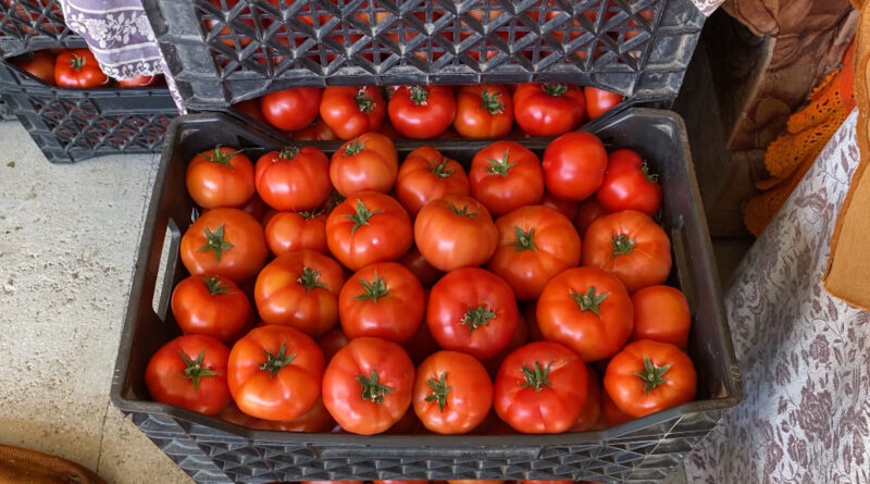 Fermeri i shqetësuar: Domatja në Berat shitet me 30 lekë, në Tiranë me 120 lekë Fermeri i shqetësuar: Domatja në Berat shitet me 30 lekë, në Tiranë me 120 lekë