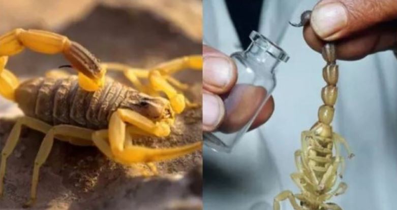 Pse helmi i akrepit është lëngu më i shtrenjtë në botë? Pse helmi i akrepit është lëngu më i shtrenjtë në botë?