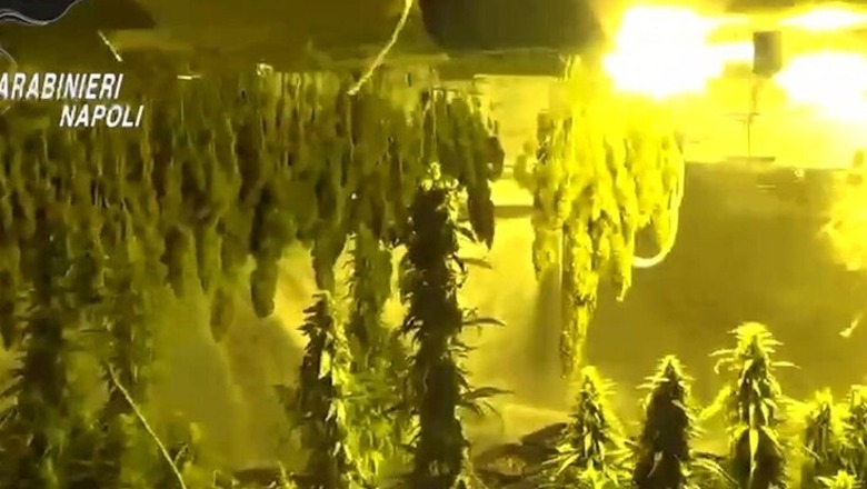 A padëgjuar në itali! Për të rritur 500 bimë kanabis shqiptarët vodhën 4.5 mln euro energji elektrike! A padëgjuar në itali! Për të rritur 500 bimë kanabis shqiptarët vodhën 4.5 mln euro energji elektrike!