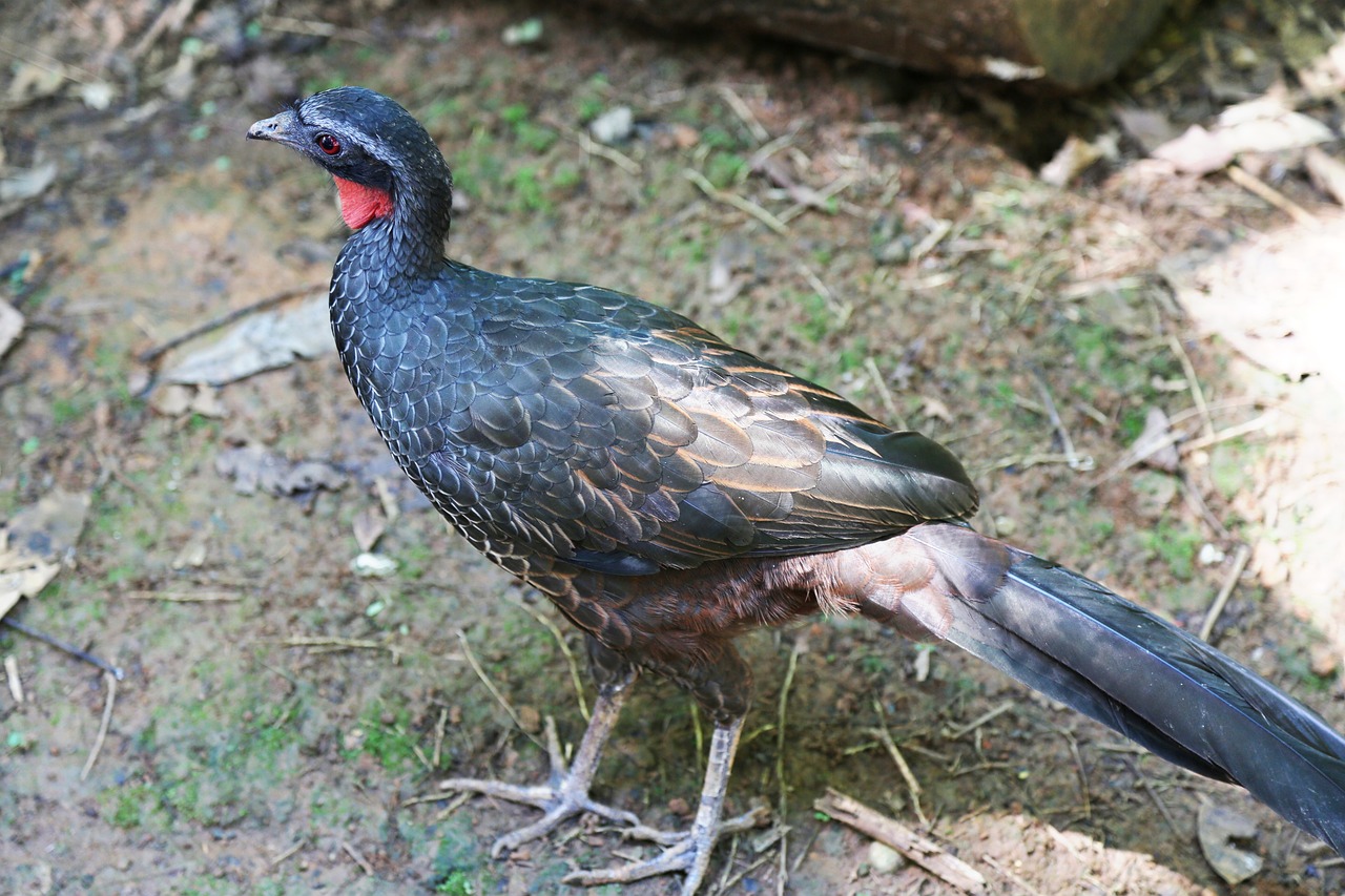 Zogu që ka “glasën” një nga llojet më të shtrenjta të kafesë në botë! Zogu që ka “glasën” një nga llojet më të shtrenjta të kafesë në botë!