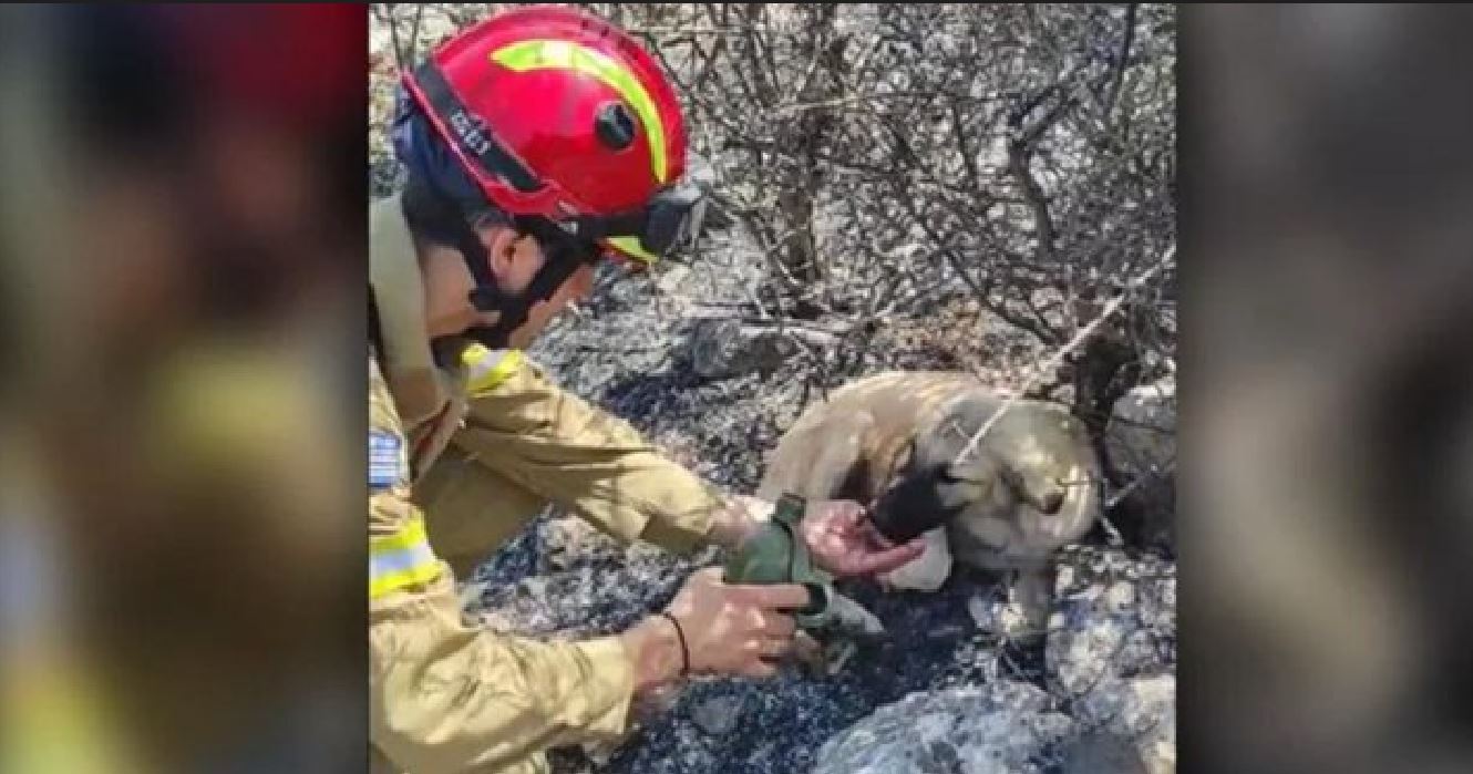 Moment prekës: Zjarrfikësi në Greqi u jep ujë me dorë dy qenve të raskapitur në zonat ku ra zjarri (Video) Moment prekës: Zjarrfikësi në Greqi u jep ujë me dorë dy qenve të raskapitur në zonat ku ra zjarri (Video)