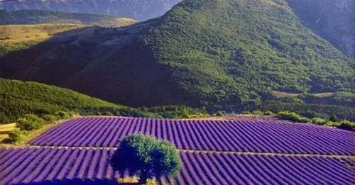 ‘Shqipëria turistike’! Livandot e Gramshit, destinacioni më i preferuar i turistëve për natyrën