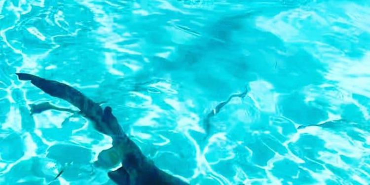 Nikoll Lesi tallet me Fevziun, por nuk e di….peshkaqeni nuk e ha “pirrajën” Nikoll Lesi tallet me Fevziun, por nuk e di….peshkaqeni nuk e ha “pirrajën”