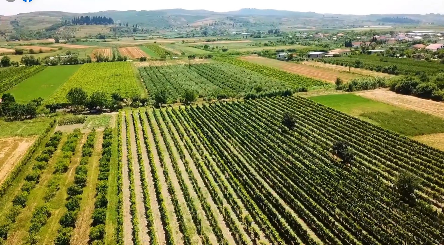 VIDEO/ Libofshë e Fierit një qilim agrobujqësor! Rama ndan pamje nga fushat “e qëndisura”
