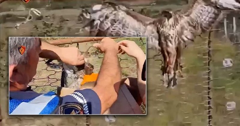 Kryqëzoi dhe vrau në mënyrë makabre shqiponjën, në pranga 35-vjeçari në Përmet, në shtëpi iu gjetën dy sorkadhe Kryqëzoi dhe vrau në mënyrë makabre shqiponjën, në pranga 35-vjeçari në Përmet, në shtëpi iu gjetën dy sorkadhe