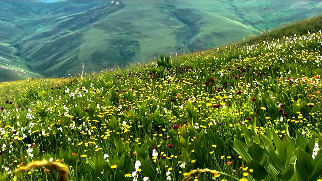 Në Kukës shtrihen lëndinat më të mëdha alpine në Evropë! Mbi 100 kuaj të egër të zonës kullosin të lirë