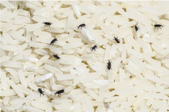AKU bllokon 270 ton oriz “Teuta”, brenda paketimit u gjetën larva të dëmshme për shëndetin e konsumatorit