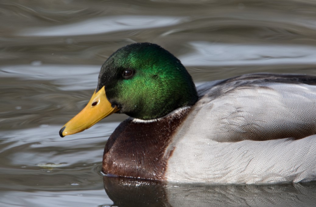 ‘Ku do vesh mes bajgave?’ La Italinë për Lushnjën, fermeri entuziast: Merrem me mbarështimin e rosave, këtu është relaks! Fillimisht s’pata mbështetje