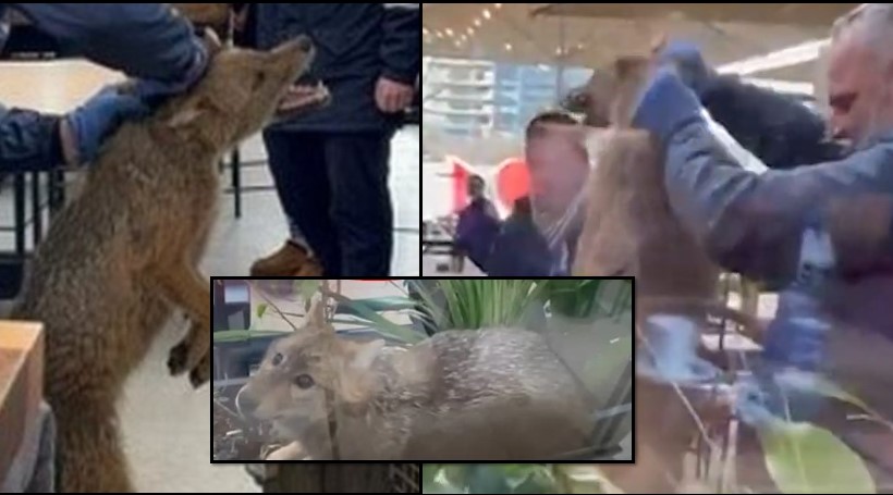 Muli diskuton çfare sinjali sjell shfaqja e çakallit në Tiranë